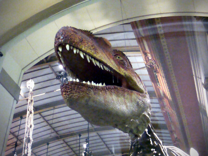 Dinosaurierkopf im Museum für Naturkunde Berlin