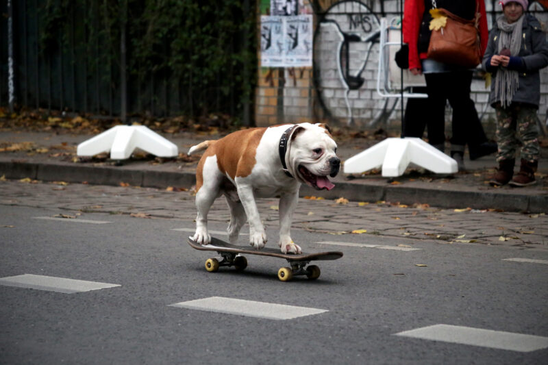 Hund auf Skateboard, Berlin Kreuzberg