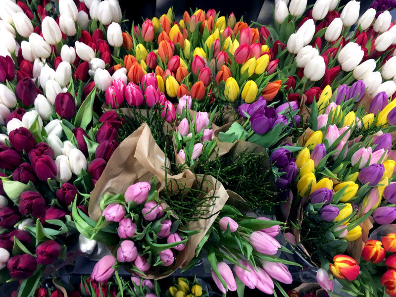 Tulpen in verschiedenen Farben