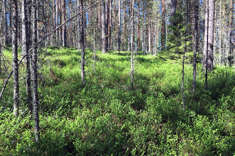 Im Wald: Waldboden mit Blaubeeren bedeckt