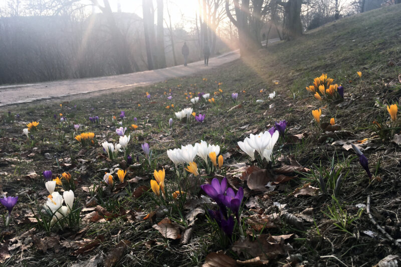 Frühling, Sonnenschein, Krokusblüte