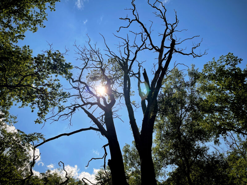 Toter Baum im Sonnenschein