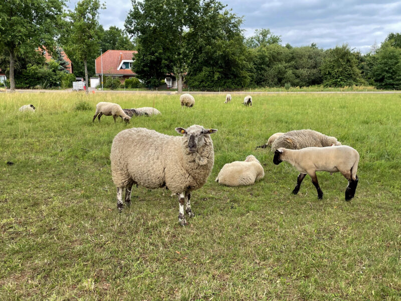 Schafe in Danneneberg
