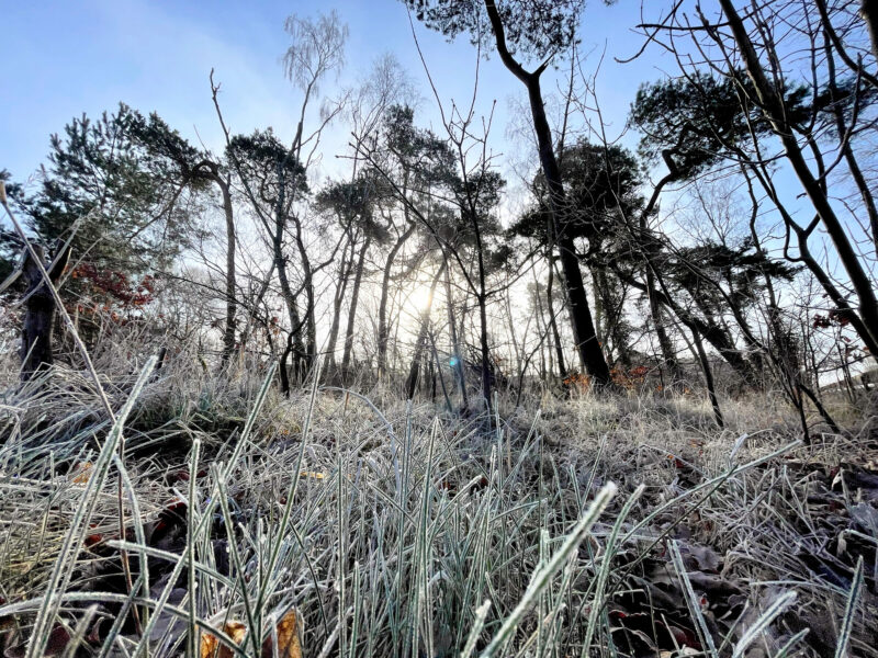 Frostiges Gras, Wendland