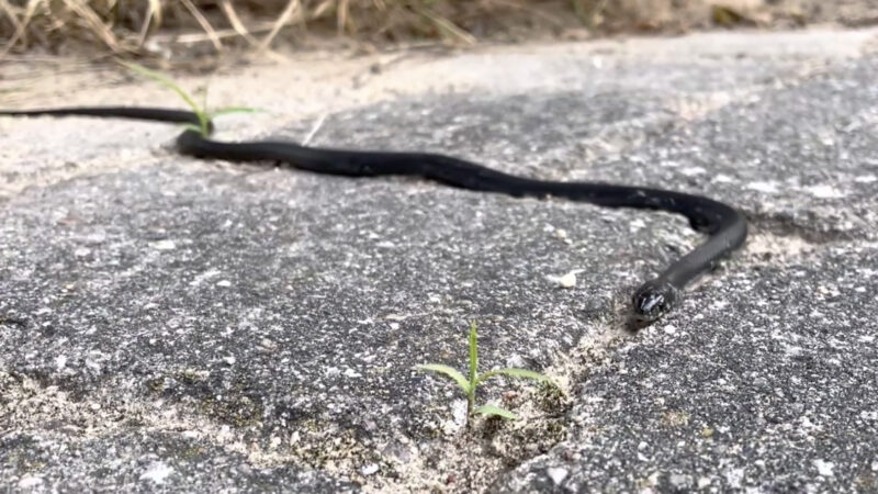 Schlange spielt Snake -Kreuzotter auf der Terrasse
