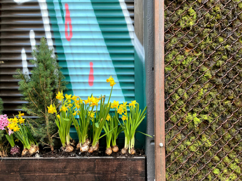 Spring: Daffodils and Moss in Prenzlauer Berg, Berlin