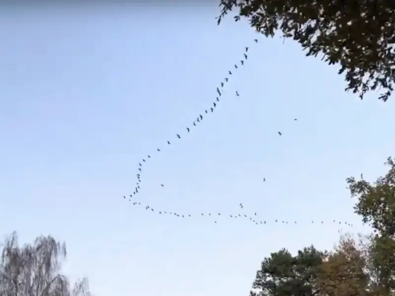 Kraniche ziehen vorbei [video]