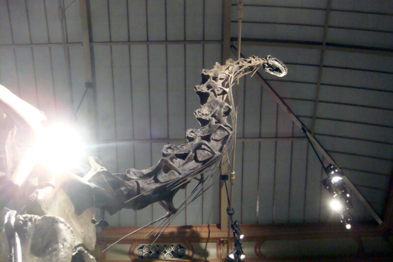 Dinosaurier-Skelett im Museum für Naturkunde Berlin