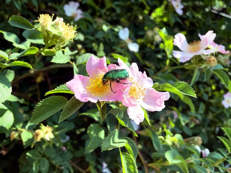 Rosenkäfer auf Sylter Rose Blüte