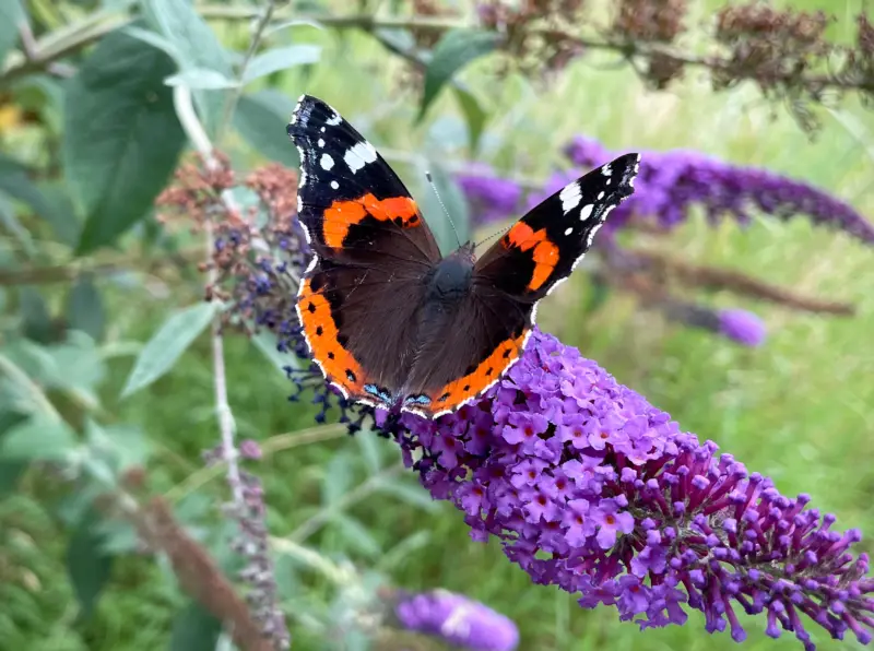 Schmetterling Admiral / Vanessa Atalanta