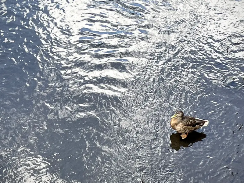 Ente auf dem Wasser