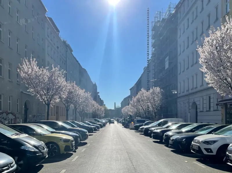 Kirschblüte Zionskirchstraße Berlin